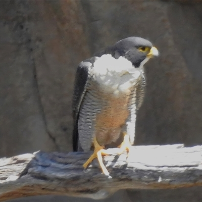 Falco peregrinus (Peregrine Falcon) at Kambah, ACT - 17 Sep 2024 by JohnBundock