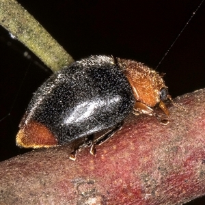 Cryptolaemus montrouzieri at Melba, ACT - 17 Sep 2024 01:41 PM