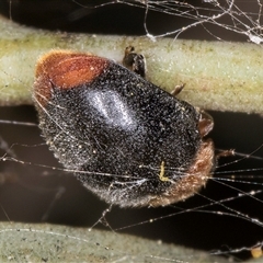 Cryptolaemus montrouzieri at Melba, ACT - 17 Sep 2024 01:41 PM