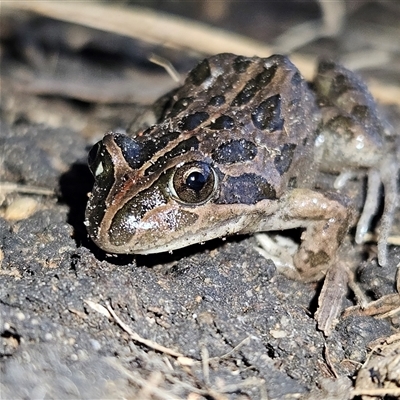 Limnodynastes tasmaniensis (Spotted Grass Frog) at Braidwood, NSW - 18 Sep 2024 by MatthewFrawley