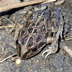 Limnodynastes tasmaniensis at Braidwood, NSW - 18 Sep 2024 05:29 PM