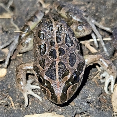 Limnodynastes tasmaniensis at Braidwood, NSW - 18 Sep 2024