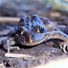 Limnodynastes tasmaniensis at Braidwood, NSW - 18 Sep 2024 05:29 PM