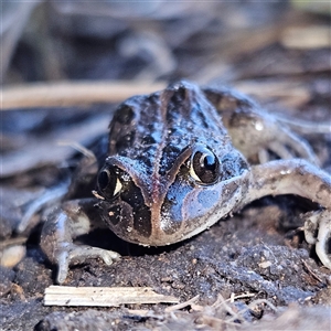 Limnodynastes tasmaniensis at Braidwood, NSW - 18 Sep 2024