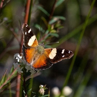 Vanessa itea (Yellow Admiral) at Bundanoon, NSW - 15 Sep 2024 by Aussiegall