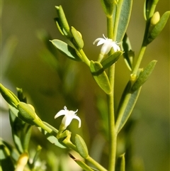 Olax stricta (Olax) at Bundanoon, NSW - 15 Sep 2024 by Aussiegall