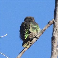 Chrysococcyx lucidus (Shining Bronze-Cuckoo) at Acton, ACT - 18 Sep 2024 by HelenCross