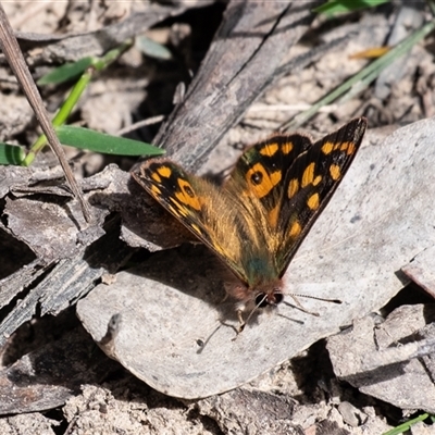 Argynnina cyrila (Forest Brown, Cyril's Brown) at Bundanoon, NSW - 15 Sep 2024 by Aussiegall