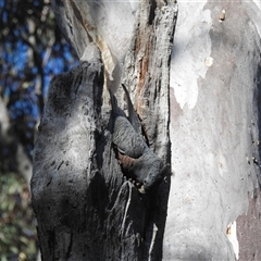 Callocephalon fimbriatum (Gang-gang Cockatoo) at Acton, ACT - 17 Sep 2024 by HelenCross