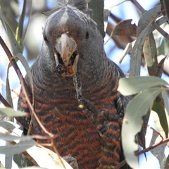 Callocephalon fimbriatum at Acton, ACT - suppressed