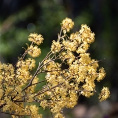 Pomaderris phylicifolia subsp. ericoides (Narrow-leaf Pomaderris) at Bundanoon, NSW - 15 Sep 2024 by Aussiegall