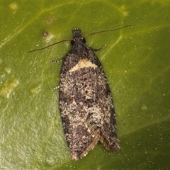 Rupicolana orthias (A tortrix or leafroller moth) at Melba, ACT - 18 Sep 2024 by kasiaaus