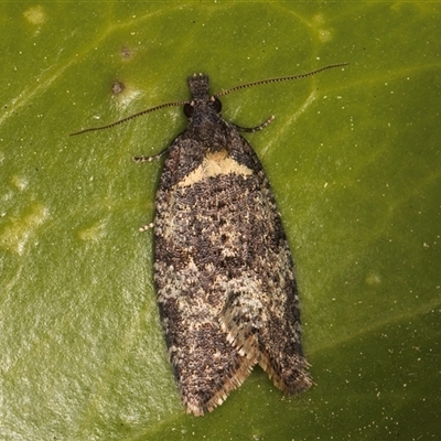 Rupicolana orthias (A tortrix or leafroller moth) at Melba, ACT - 18 Sep 2024 by kasiaaus