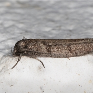 Oenochroa and Artiastis (genera) at Melba, ACT - 18 Sep 2024 10:34 PM