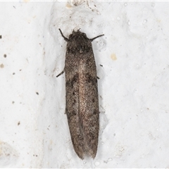 Oenochroa and Artiastis (genera) at Melba, ACT - 18 Sep 2024 10:34 PM