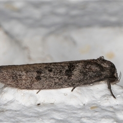 Oenochroa and Artiastis (genera) at Melba, ACT - 18 Sep 2024 10:34 PM