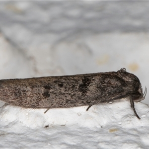 Oenochroa and Artiastis (genera) at Melba, ACT - 18 Sep 2024 10:34 PM