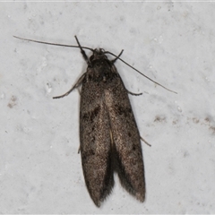 Oenochroa and Artiastis (genera) at Melba, ACT - 18 Sep 2024 10:34 PM