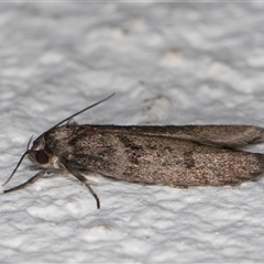 Oenochroa and Artiastis (genera) at Melba, ACT - 18 Sep 2024 10:34 PM