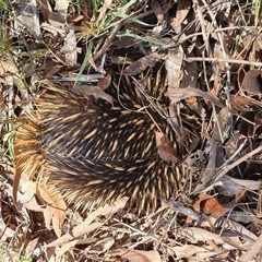 Tachyglossus aculeatus (Short-beaked Echidna) at Penrose, NSW - 17 Sep 2024 by Aussiegall