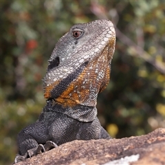 Intellagama lesueurii howittii (Gippsland Water Dragon) at Acton, ACT - 18 Sep 2024 by TimL