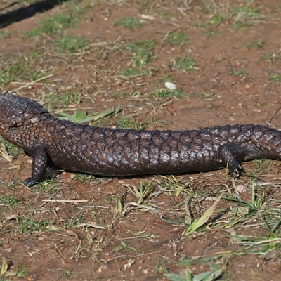 Tiliqua rugosa (Shingleback Lizard) at Throsby, ACT - 21 Jul 2024 by TimL