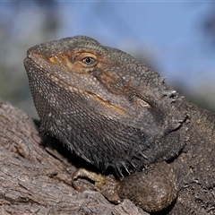 Pogona barbata (Eastern Bearded Dragon) at Acton, ACT - 10 Sep 2024 by TimL