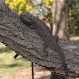 Pogona barbata at Acton, ACT - suppressed