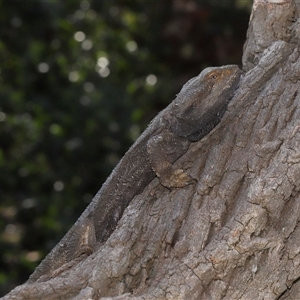 Pogona barbata at Acton, ACT - suppressed