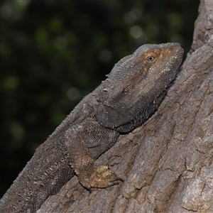 Pogona barbata at Acton, ACT - suppressed