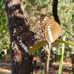 Euploea corinna (Common Crow Butterfly, Oleander Butterfly) at Durack, WA - 19 Sep 2024 by Mike