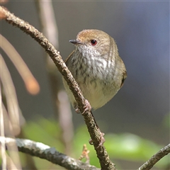 Acanthiza pusilla (Brown Thornbill) at Burrill Lake, NSW - 16 Sep 2024 by MichaelWenke