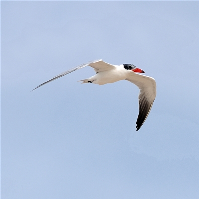 Hydroprogne caspia (Caspian Tern) at Dolphin Point, NSW - 16 Sep 2024 by MichaelWenke