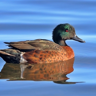 Anas castanea (Chestnut Teal) at Burrill Lake, NSW - 16 Sep 2024 by MichaelWenke