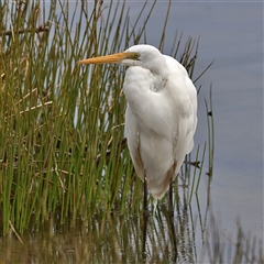 Ardea alba (Great Egret) at Burrill Lake, NSW - 16 Sep 2024 by MichaelWenke