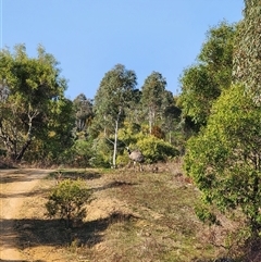 Dromaius novaehollandiae (Emu) at Uriarra Village, ACT - 10 Sep 2024 by HarleyB