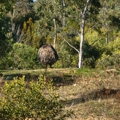 Dromaius novaehollandiae at Uriarra Village, ACT - 10 Sep 2024