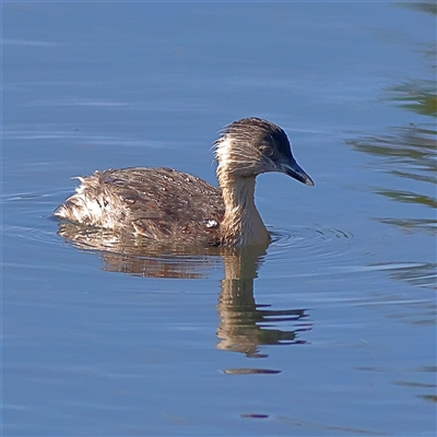 Poliocephalus poliocephalus (Hoary-headed Grebe) at Burrill Lake, NSW - 16 Sep 2024 by MichaelWenke