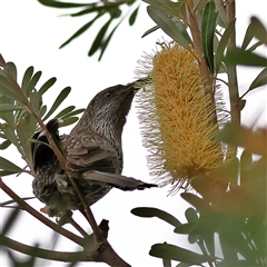 Anthochaera chrysoptera (Little Wattlebird) at Burrill Lake, NSW - 16 Sep 2024 by MichaelWenke