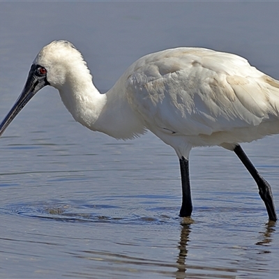 Platalea regia (Royal Spoonbill) at Burrill Lake, NSW - 16 Sep 2024 by MichaelWenke