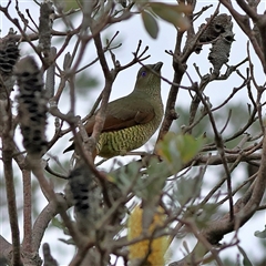 Ptilonorhynchus violaceus (Satin Bowerbird) at Burrill Lake, NSW - 16 Sep 2024 by MichaelWenke