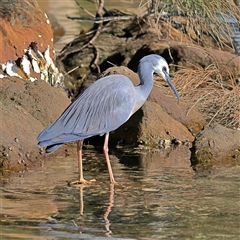 Egretta novaehollandiae (White-faced Heron) at Burrill Lake, NSW - 15 Sep 2024 by MichaelWenke