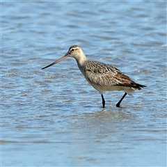 Limosa lapponica (Bar-tailed Godwit) at Burrill Lake, NSW - 17 Sep 2024 by MichaelWenke