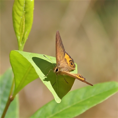 Hypocysta metirius (Brown Ringlet) at Burrill Lake, NSW - 17 Sep 2024 by MichaelWenke