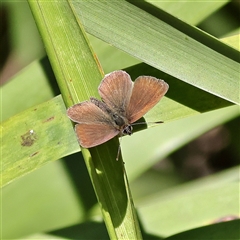 Neolucia mathewi (Dull Heath Blue) at Burrill Lake, NSW - 17 Sep 2024 by MichaelWenke