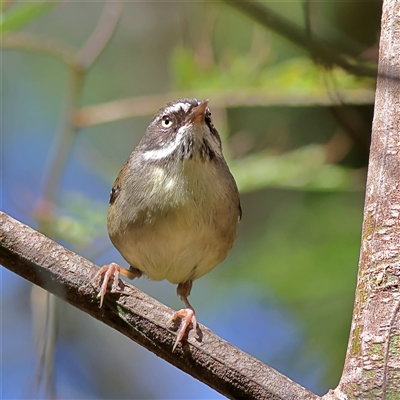 Sericornis frontalis (White-browed Scrubwren) at Burrill Lake, NSW - 17 Sep 2024 by MichaelWenke