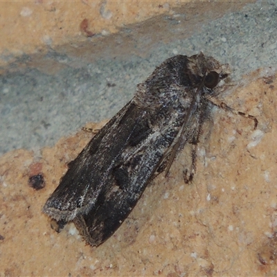 Agrotis munda (Brown Cutworm) at Conder, ACT - 1 Feb 2024 by MichaelBedingfield