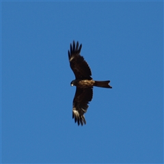 Milvus migrans (Black Kite) at Rankins Springs, NSW - 30 Sep 2018 by MatthewFrawley