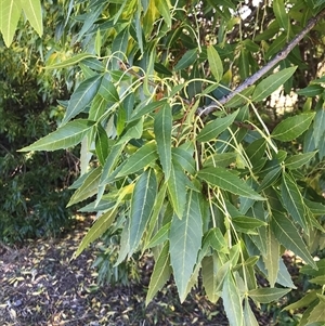 Fraxinus angustifolia at Pialligo, ACT - 12 Apr 2024 12:59 PM