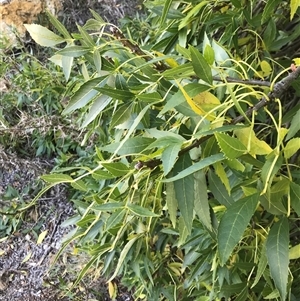 Fraxinus angustifolia at Pialligo, ACT - 12 Apr 2024 12:59 PM